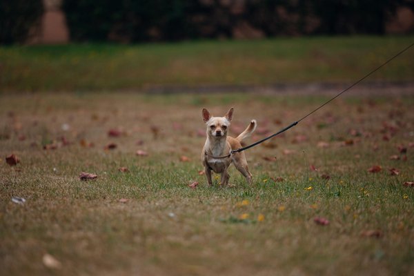 Explorando la Cocina Generalista